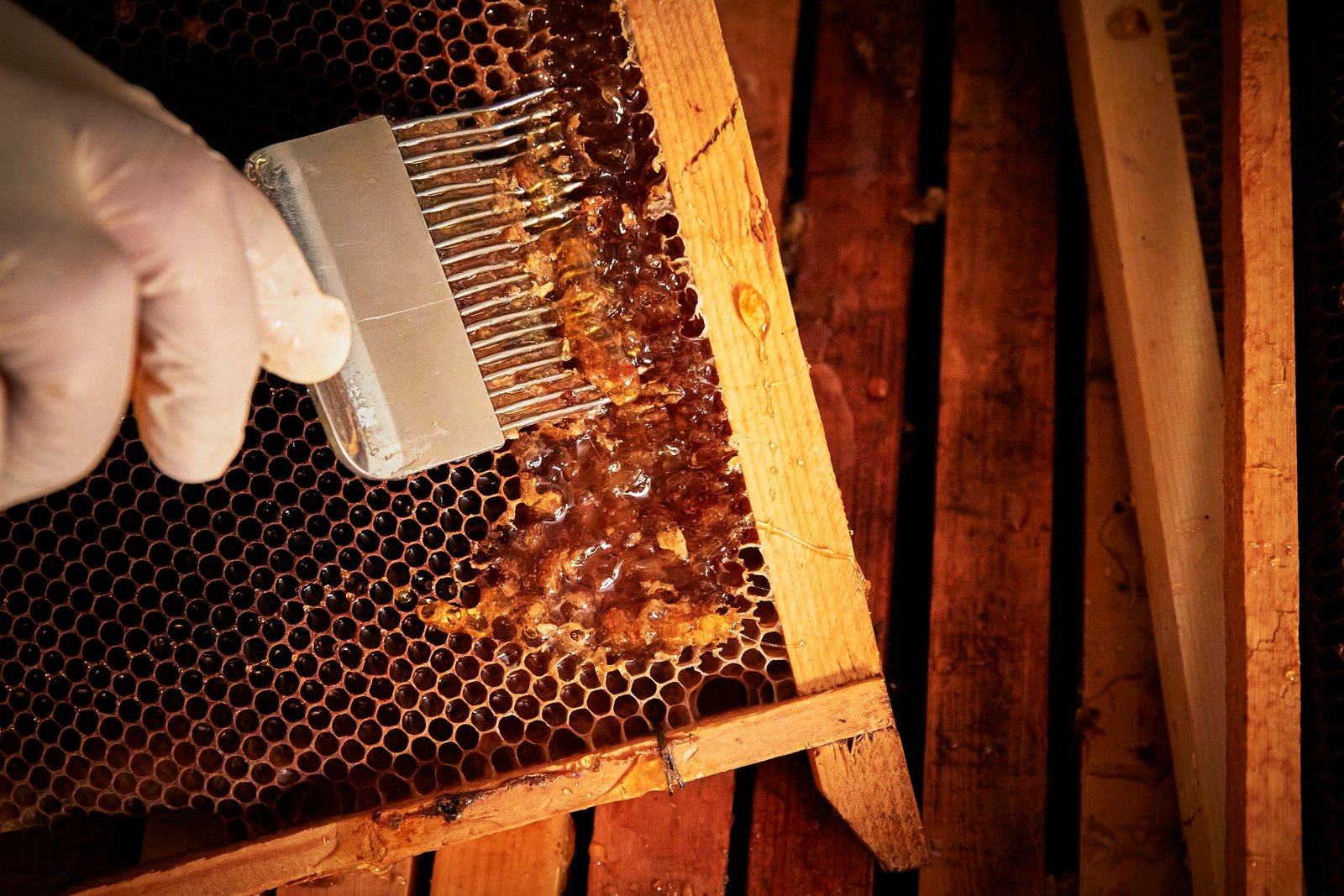 العسل في الطب التقليدي: تاريخ واستخدامات عبر الثقافات